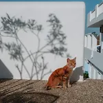 Petradi